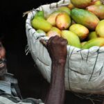 Nepal Suspends Indian Mango Imports Over Pesticide Concerns