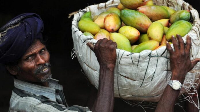 Indian Mango Imports