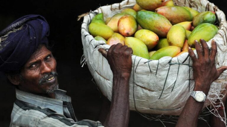 Nepal Suspends Indian Mango Imports Over Pesticide Concerns