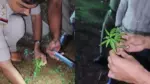 Marijuana Plants Found Inside Kerala Temple, Excise Department Starts Probe