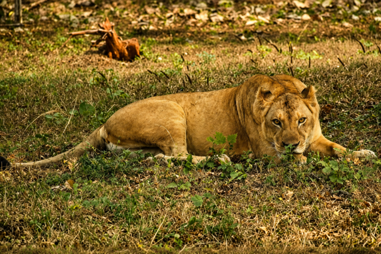 Gujarat Lion Cubs: Three Die in One Day in Amreli