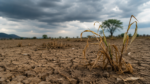 Karnataka Rainfall Deficit 2026: State Records 42% Less Rain in June