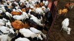 Tamil Nadu Cow Slaughter Ban: State Moves Supreme Court