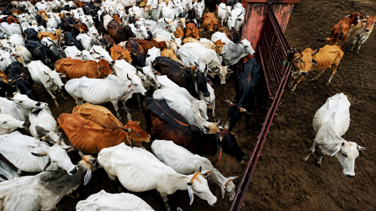 Tamil Nadu Cow Slaughter Ban: State Moves Supreme Court