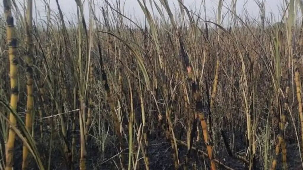 GESCOM Negligence Costs Farmers Dearly: 100 Acres Sugarcane Burnt In Bidar